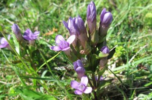 Gentianella campestris (1200 x 799)